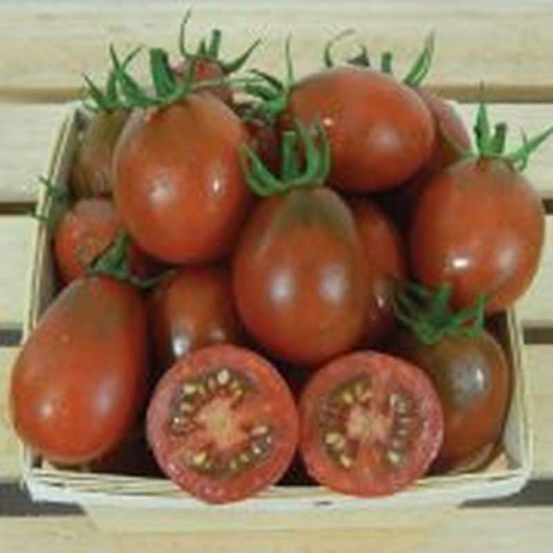 Black (Plum tomato) for planting in garden